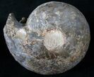 Fagesia Ammonite - Goulmima, Morocco #14285-1